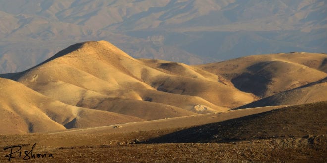 judean Hills tami ellison