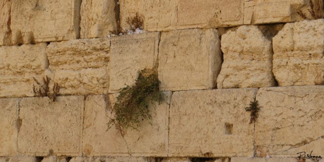 Kotel - Upper Stones tami ellison