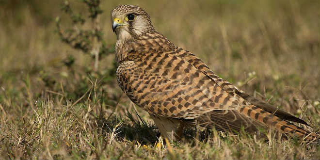 kestrel