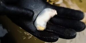 Lithoredo Recently Discovered Rock-Eating Worm Could Be Key to Building Third ...
