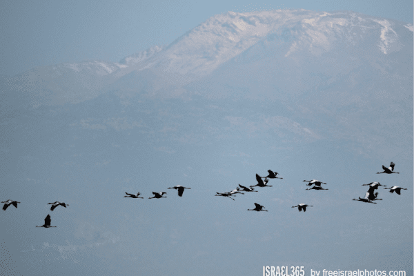 Israel 365